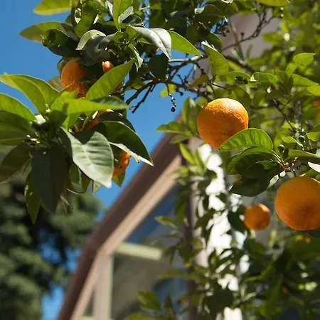 Degli Aranci Hotell